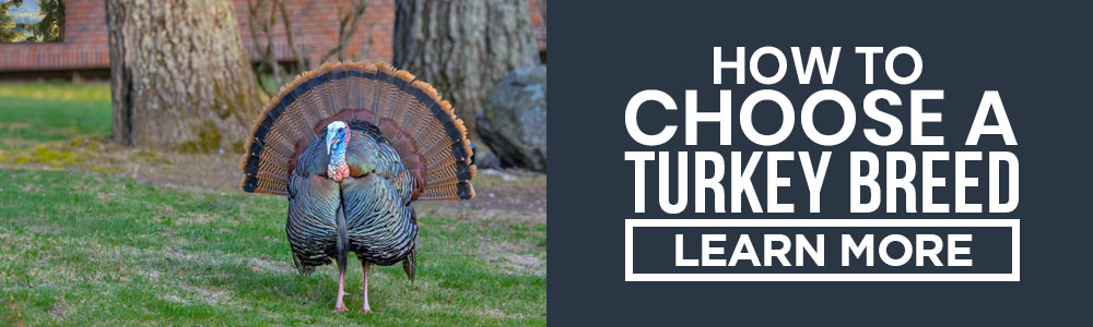 how to choose the best turkey breed