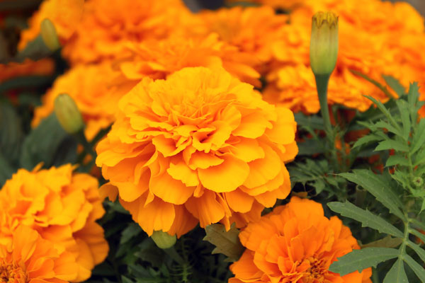 marigold flowers deter pests in October garden
