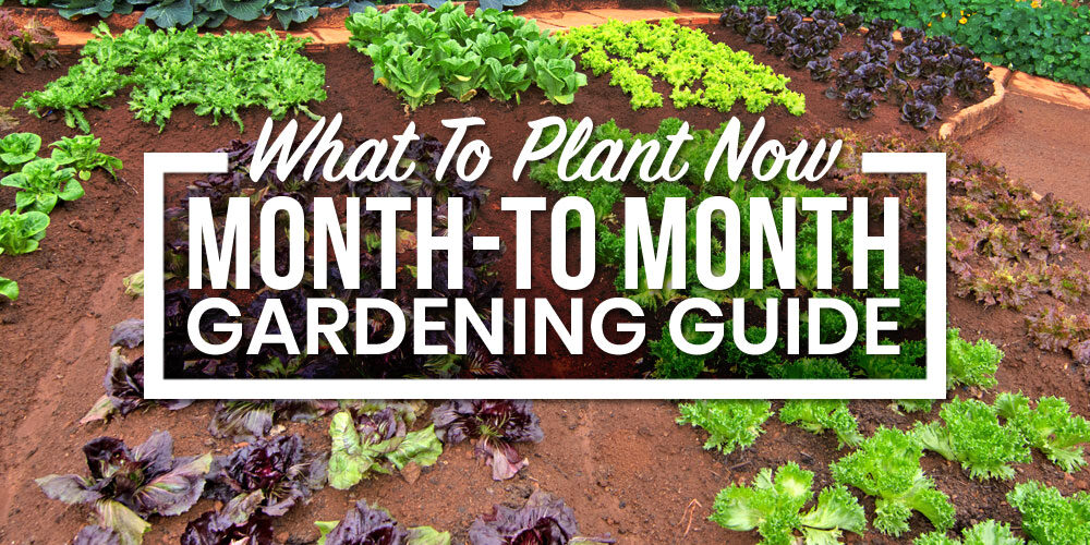 What To Plant Now: A Monthly Guide For Your Vegetable Garden