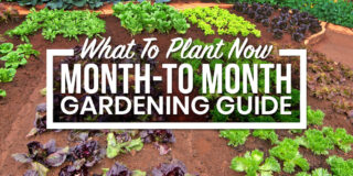Monthly Guide For Your Vegetable Garden