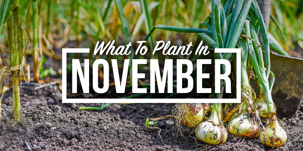 Your Complete Checklist For What To Plant In November