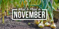 vegetables to plant in november