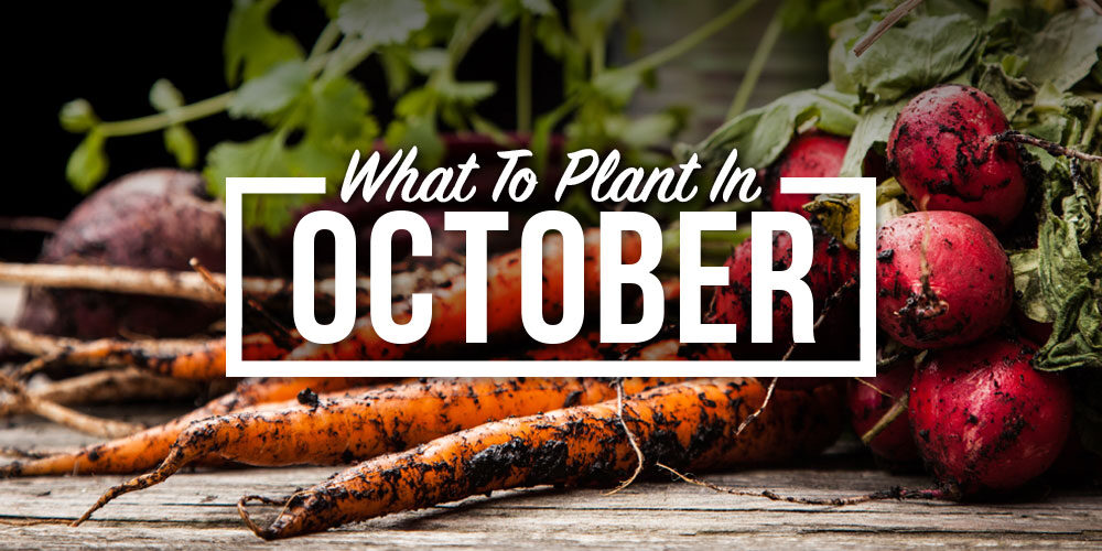 What To Plant In October And How To Ensure A Plentiful Harvest
