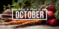 vegetables to plant in october