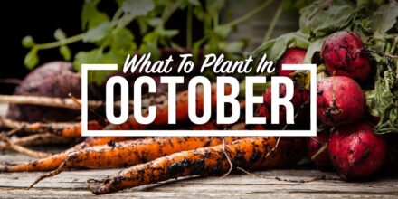 vegetables to plant in october