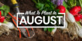 vegetables to plant in august