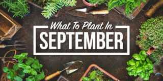 what to plant in september