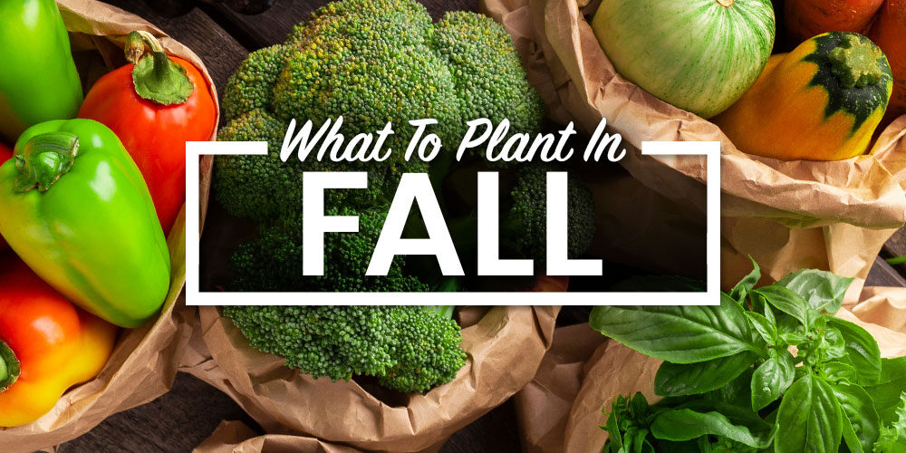 What To Plant In Fall: Top 29 Fall Garden Vegetables