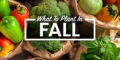 vegetables to plant in the fall