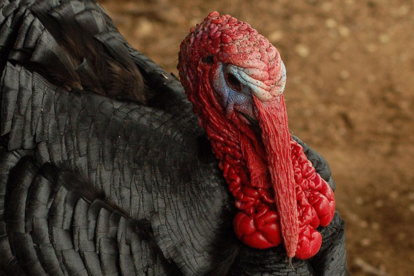 Black Turkey Breed