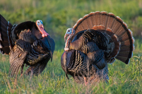 Broad-Breasted Bronze Turkey Breed