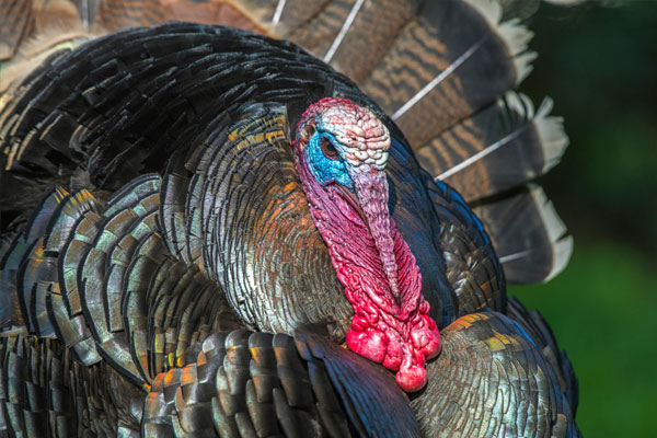 Choosing The Best Turkey Breed For Your Homestead