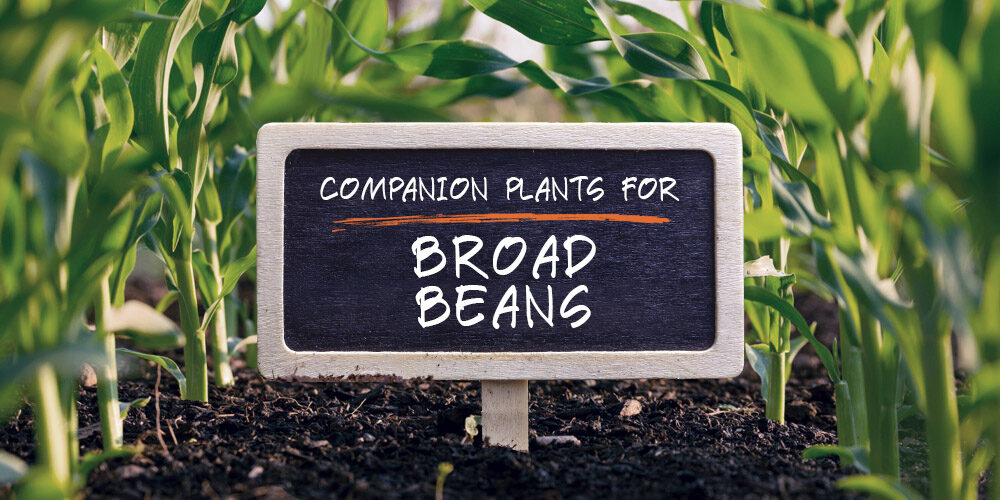 10 Best (and 5 Worst) Companion Plants for Broad Beans