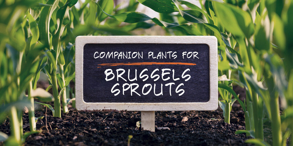 10 Best (and 5 Worst) Companion Plants for Brussels Sprouts