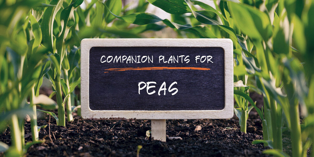 10 Best (and 5 Worst) Companion Plants for Peas