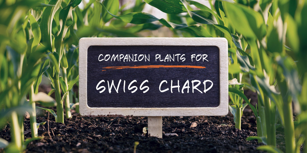companion plants for swiss chard