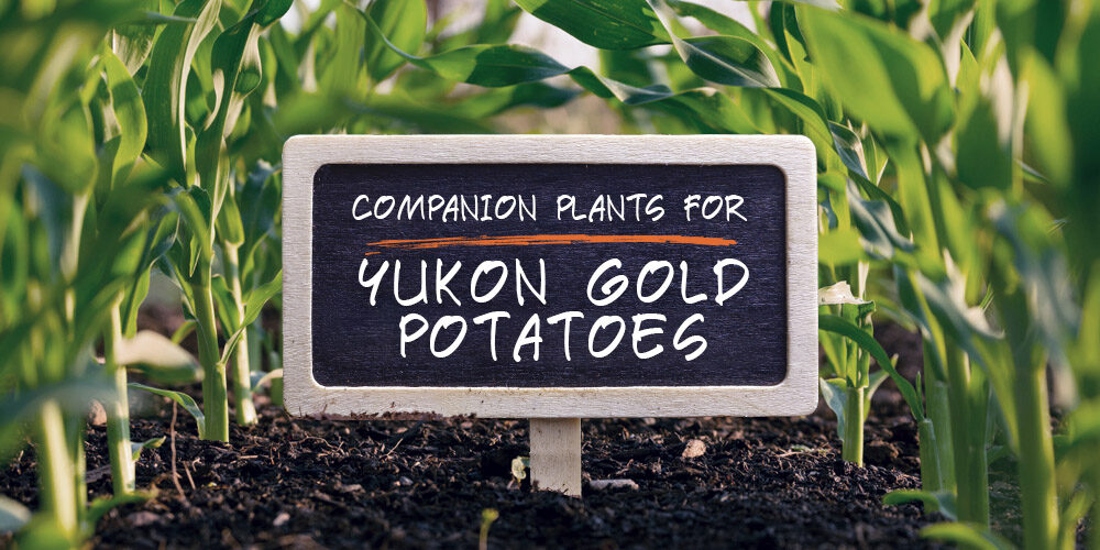7 Best (and 5 Worst) Companion Plants for Yukon Gold Potatoes
