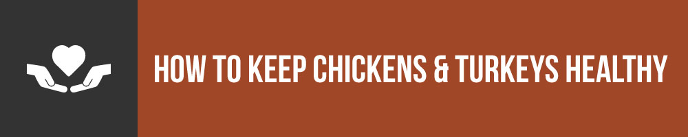 How To Keep Chickens And Turkeys Healthy Together