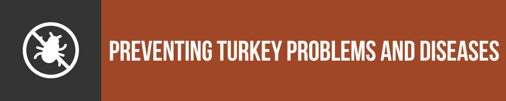 Preventing Turkey Problems And Diseases
