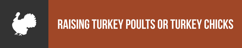 Raising Turkey Poults Or Turkey Chicks