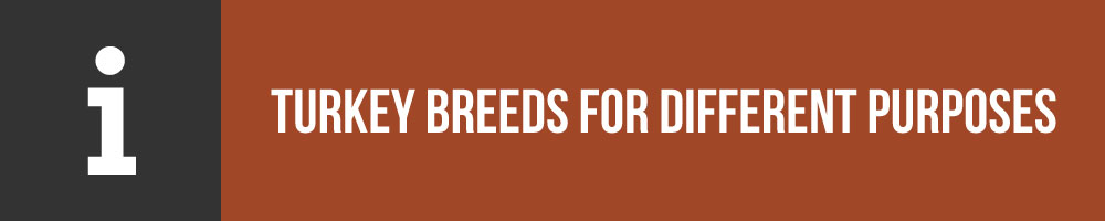 Specific Turkey Breeds For Different Purposes