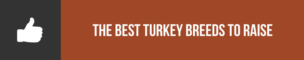 The Best Turkey Breeds To Raise