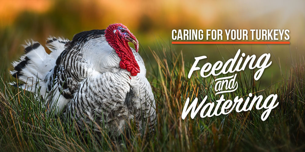 Feeding And Watering Your Turkeys: A Guide For Beginners