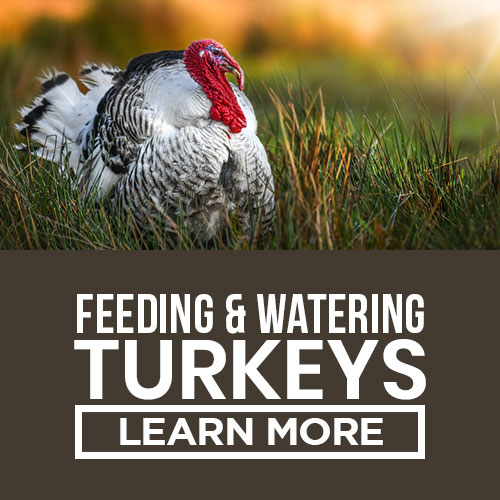 feeding and watering turkeys