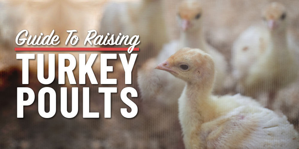 A Guide To Raising Turkey Poults On The Homestead