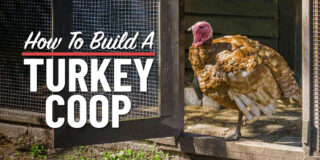 how to build a turkey coop