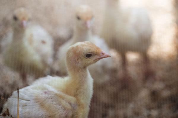 how to care for baby turkeys