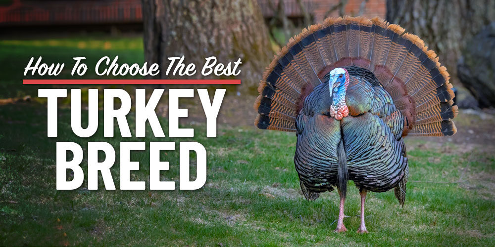 A Beginner's Guide To Choosing A Turkey Breed