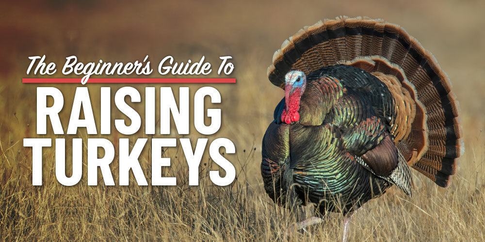 Raising Turkeys 101: A Guide For Beginners