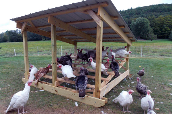 open turkey coop design