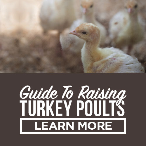 raising turkey poults