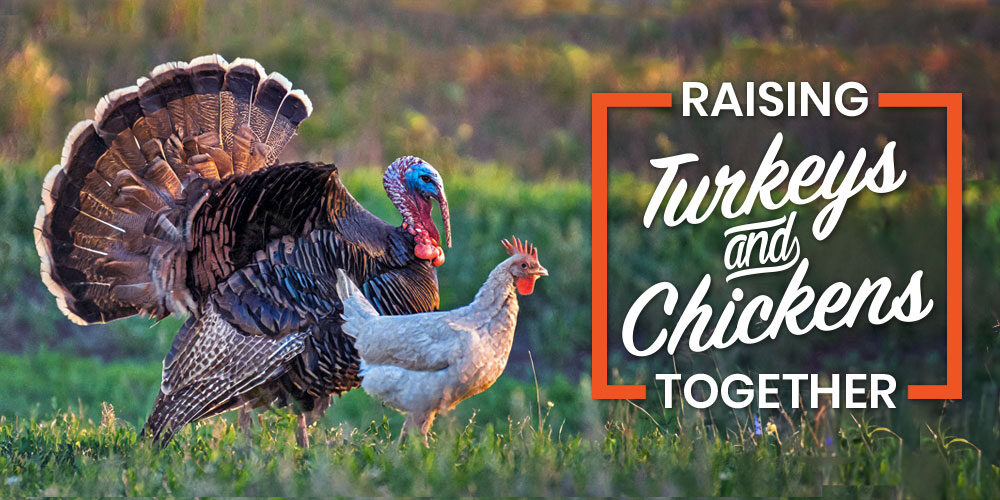 Raising Turkeys With Chickens: What You Need To Know
