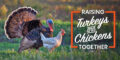 raising turkeys and chickens together