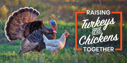 raising turkeys and chickens together
