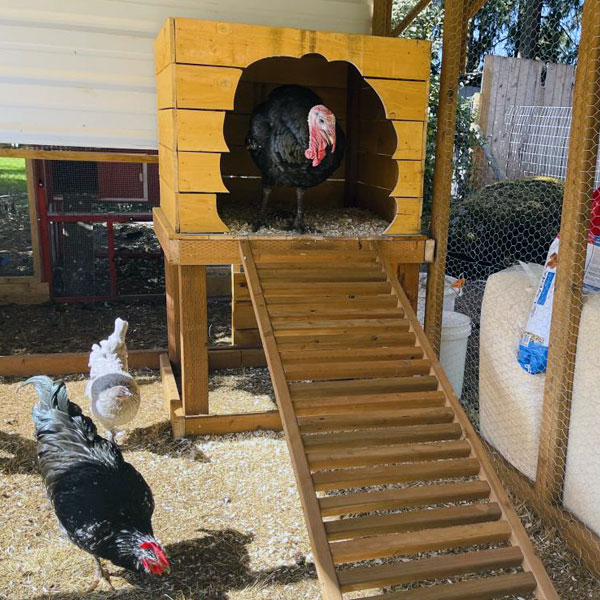 turkey roosting platform