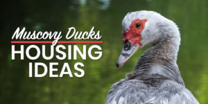 Muscovy Duck Housing Ideas: The Best Options for Your Flock - The Tiny Life