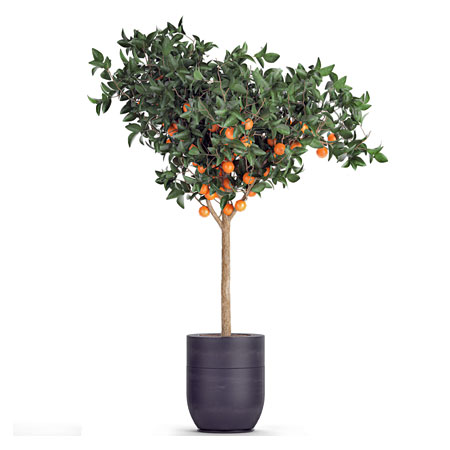 potted fruit tree