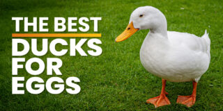 best ducks for eggs