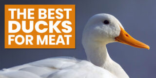 raising the best ducks for meat