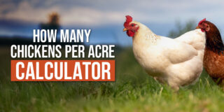 chickens stocking calculator