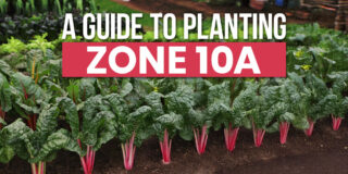 guide to planting zone 10a