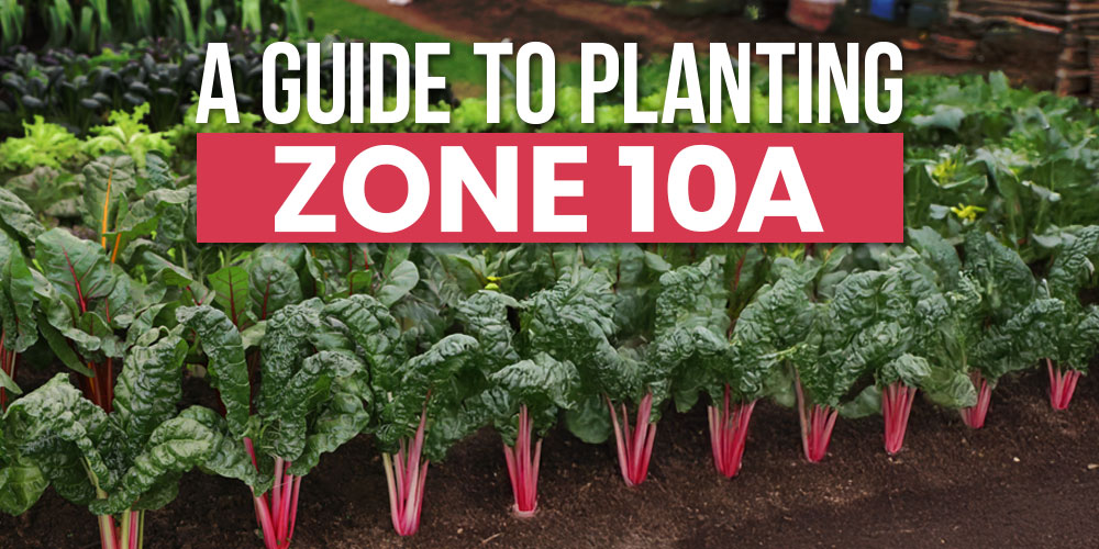 guide to planting zone 10a