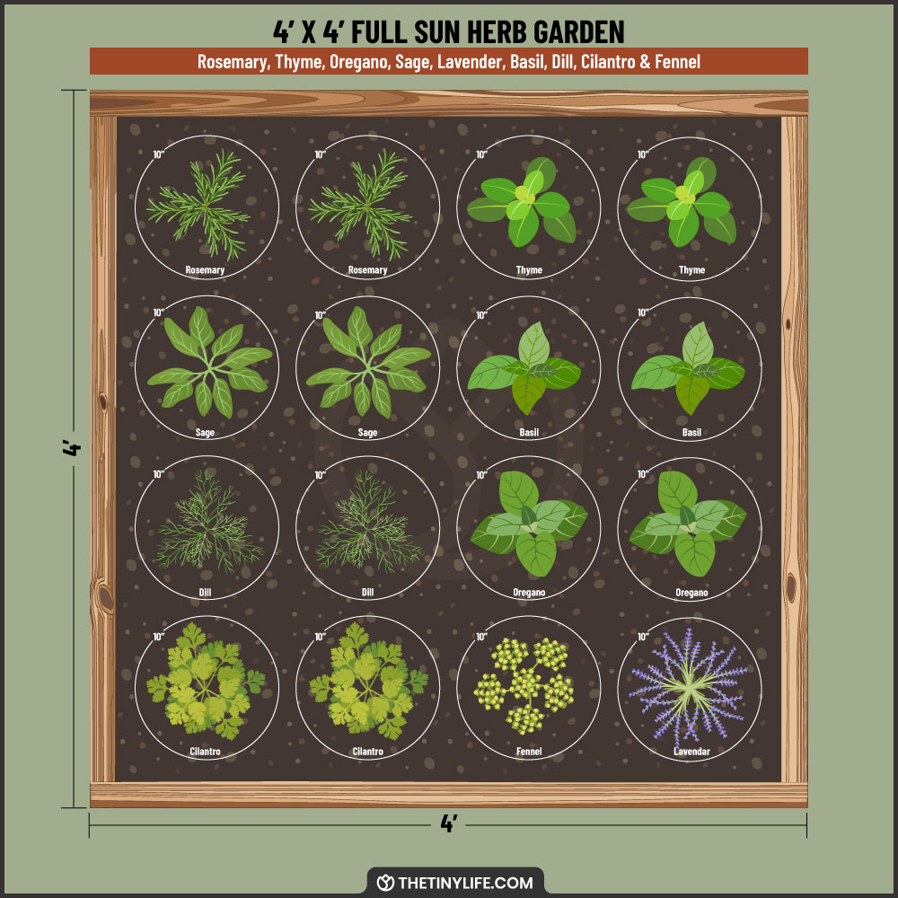 full sun herb garden 4x4 layout