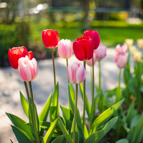 best cottage garden flowers