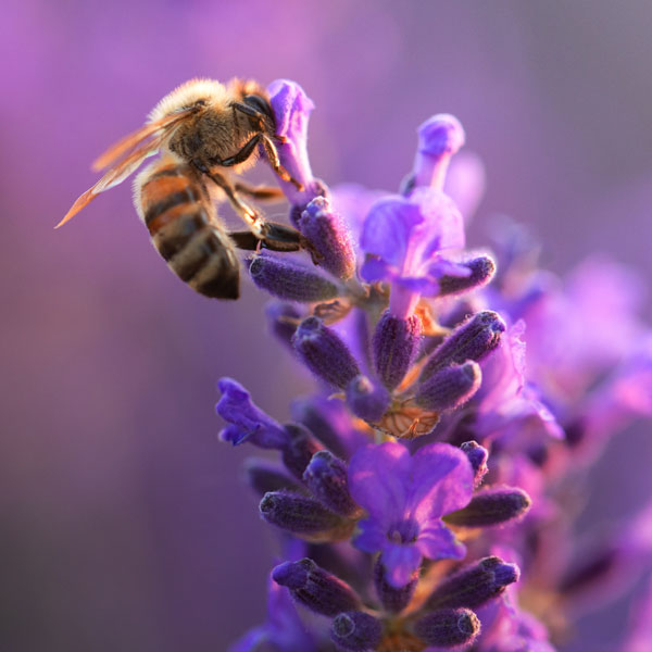 best cottage garden herbs