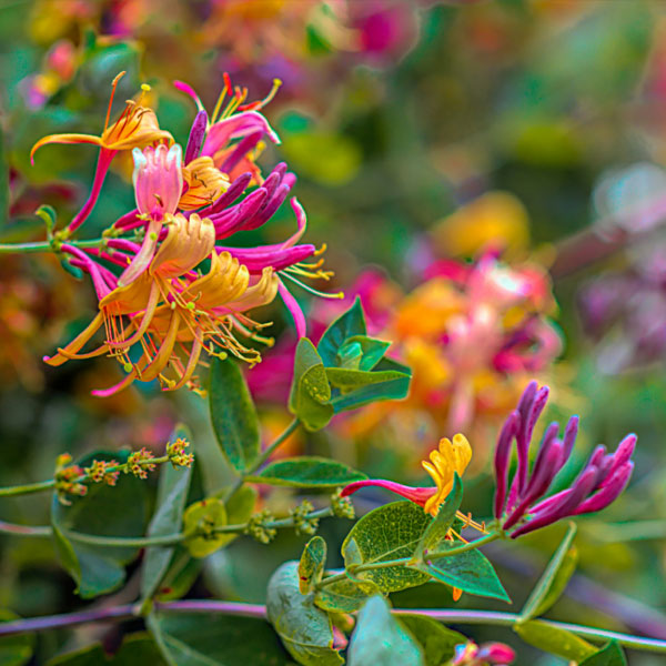 best cottage garden vines